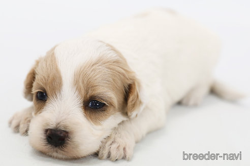 成約済の神奈川県のミックス犬-310933の6枚目